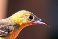 Hooded Oriole - Icterus cucullatus