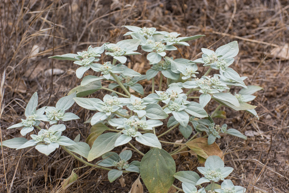 Doveweed (Turkey mullein) - Croton setigerus