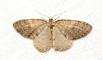 Geometer moth - unidentified sp.