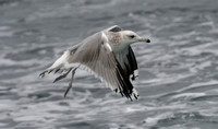 California Gull - Larus californicus