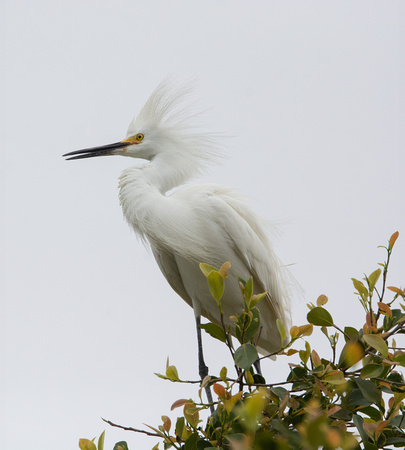 Snowy Egret - Egretta thula