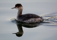 Eared Grebe - Podiceps nigricollis