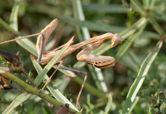 Bordered Mantis - Stagmomantis limbata