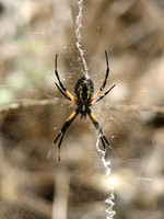 Yellow garden spider - Argiope aurantia