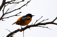 Baltimore Oriole - Icterus galbula