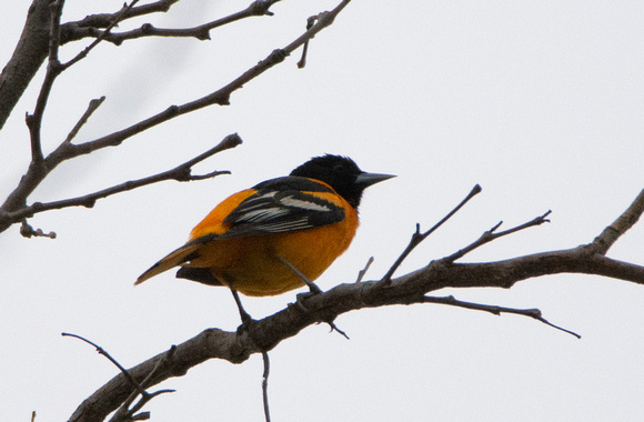 Baltimore Oriole - Icterus galbula