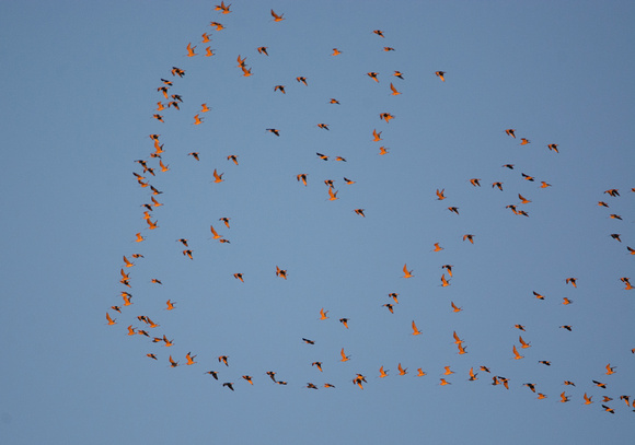 Long-billed Curlew - Numenius americanus