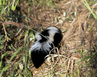 Striped skunk -  Mephitis mephitis