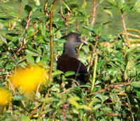 Common Gallinule - Gallinula galeata (non-breeding)