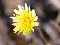 Desert Dandelion - Malacothrix glabrata