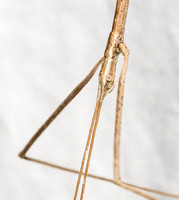 Gray Walkingstick - Pseudosermyle (straminea?)