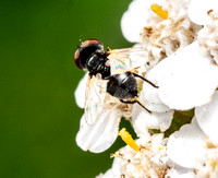 Tachinid fly - Unidentified sp.