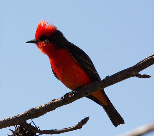 Vermilion Flycatcher - Pyrocephalus rubinus