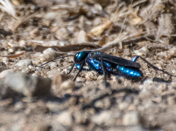 Wasp - Chlorion sp.