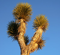 Joshua tree - Yucca brevifolia