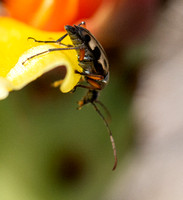 Flower Longhorn Beetle - Judolia sexspilota