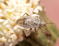 Plant bug (Family Miridae) on pincushion