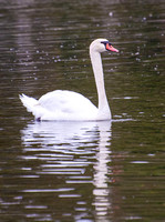 Mute Swan - Cygnus olor