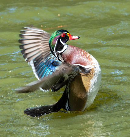 Wood Duck - Aix sponsa