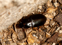 Ground beetle - Notiobia sp.