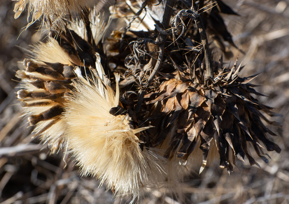 Milk thistle - Silybum marianum