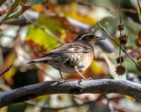 Varied Thrush - Ixoreus naevius