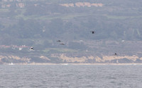 Pacific Loon - Gavia pacifica