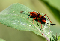 Ichneumon wasp 1 -Compsocryptus calipterus brevicornis