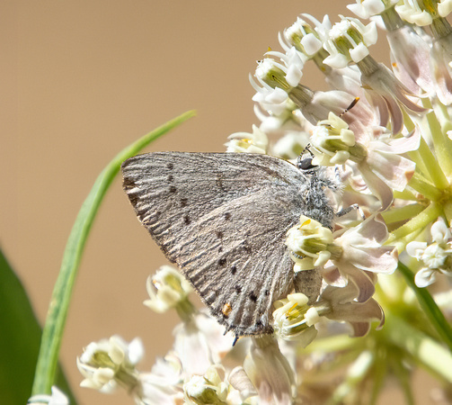 Sylvan Hairstreak - Satyrium sylvinus