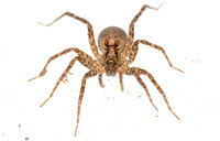 Wolf spider - Pardosa sp.