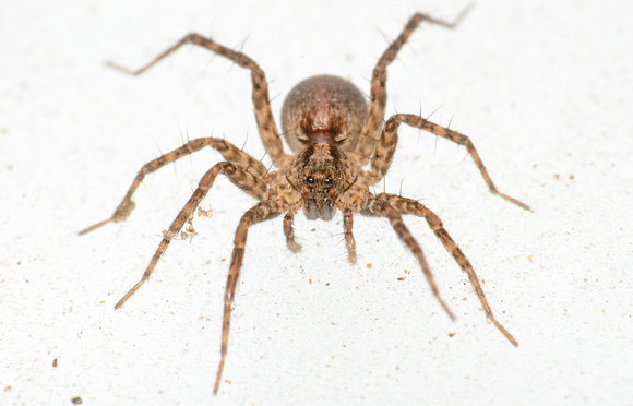 Wolf spider - Pardosa sp.
