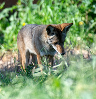 Coyote - Canis latrans