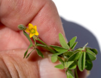 Woodsorrel - Oxalis sp.