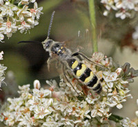 Scoliid wasp - Dielis tolteca (male)