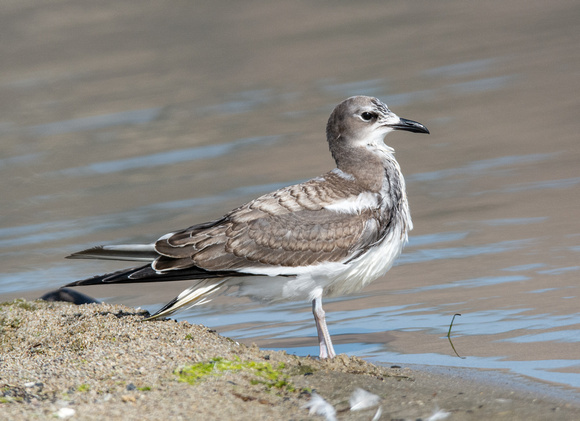 Sabine's Gull - Xema sabini