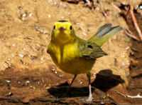Wilson's Warbler - Cardellina pusilla