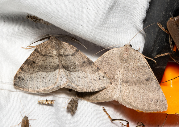 Geometer moth - Drepanulatrix monicaria