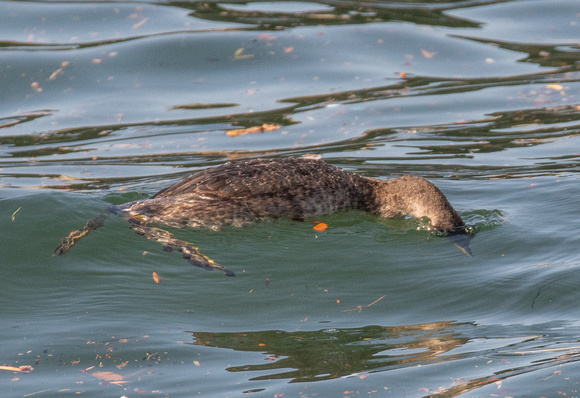 Red-necked Grebe - Podiceps grisegena