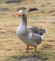 Greylag Goose - Anser anser