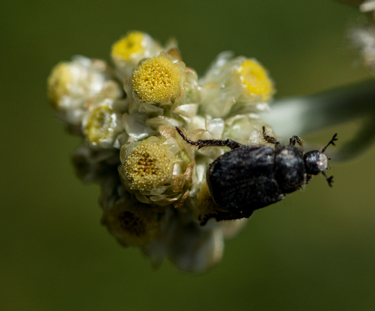 Monkey beetle - Hoplia sp.