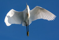 Snowy Egret - Egretta thula