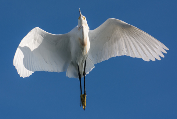 Snowy Egret - Egretta thula