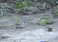 Lawrence's Goldfinch- Spinus lawrencei