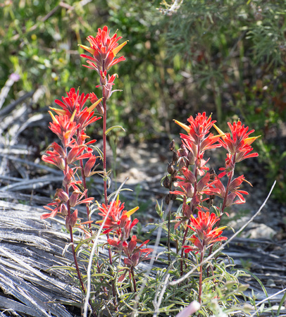 Coastal Paintbrush - Castilleja affinis