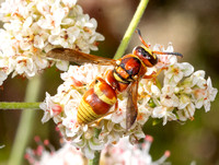 Mason wasp - Euodynerus pratensis