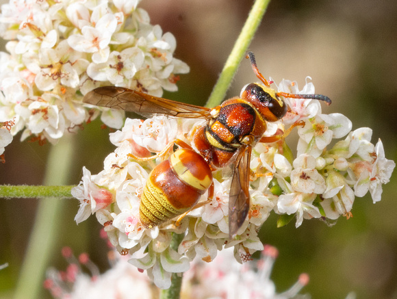 Mason wasp - Euodynerus pratensis