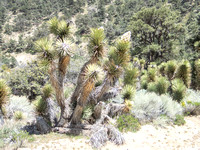 Joshua Trees at Agua Escondido Dump