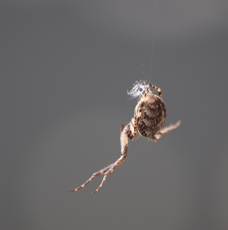 Bridge spider - Larinioides sclopetarius