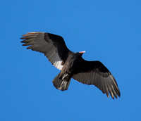 Turkey Vulture - Cathartes aura