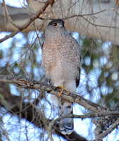 Sharp-shinned Hawk - Accipiter striatus